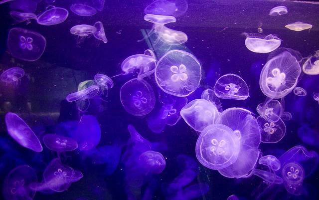 jellyfish workout