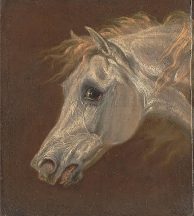 Martin Theodore Ward--Head of a Grey Arabian Horse