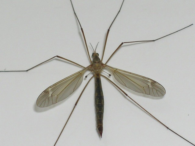 cranefly