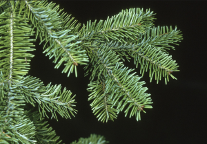 BALSAM FIR